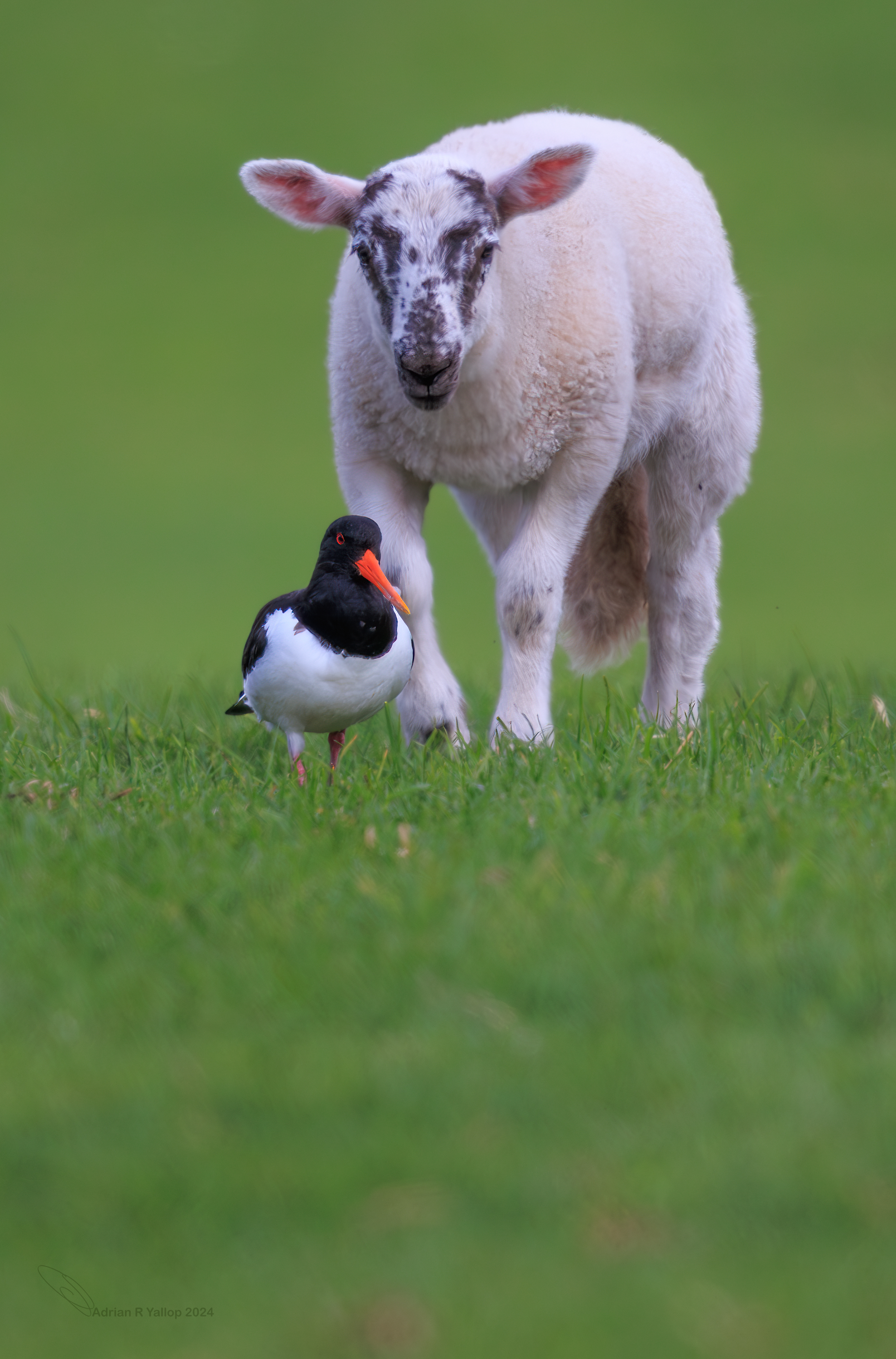  Oystercatcher playing with lamb 